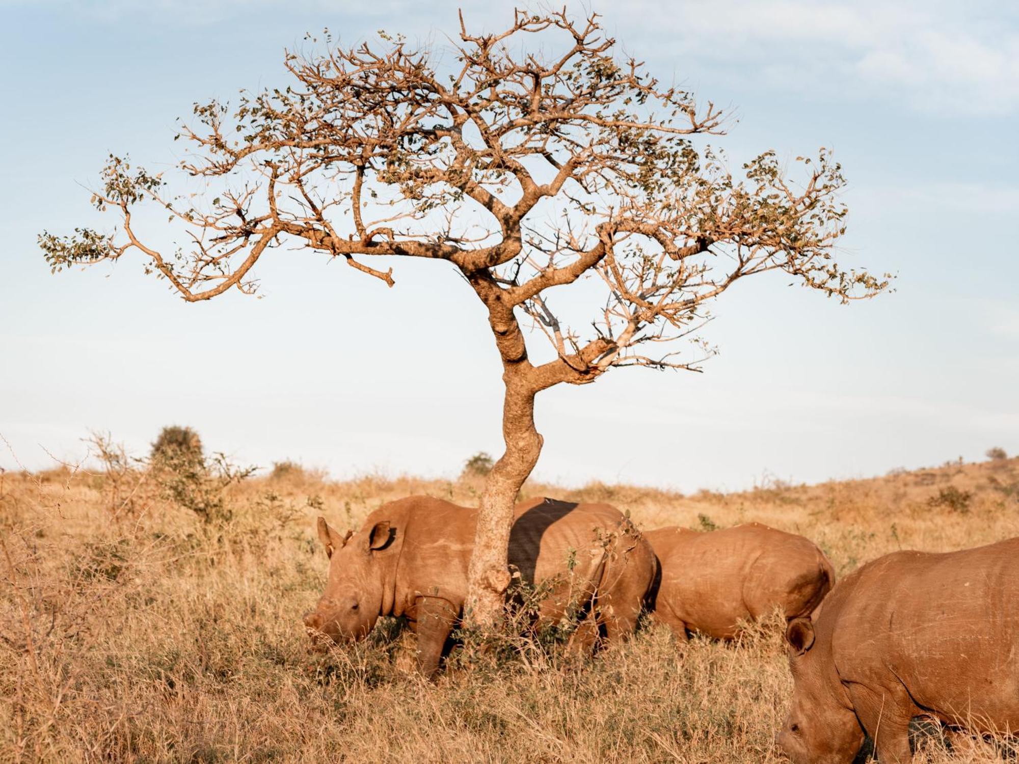 Umkhaya Lodge Mkuze Екстер'єр фото